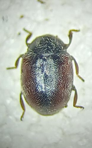 Scymnus limbatus